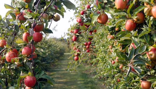 a row of apple trees with apples hanging