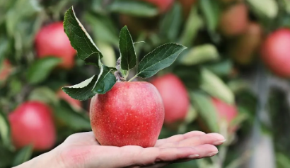 red apple sitting top of someone's hand.