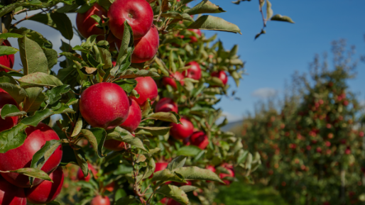 Red apples on a tree