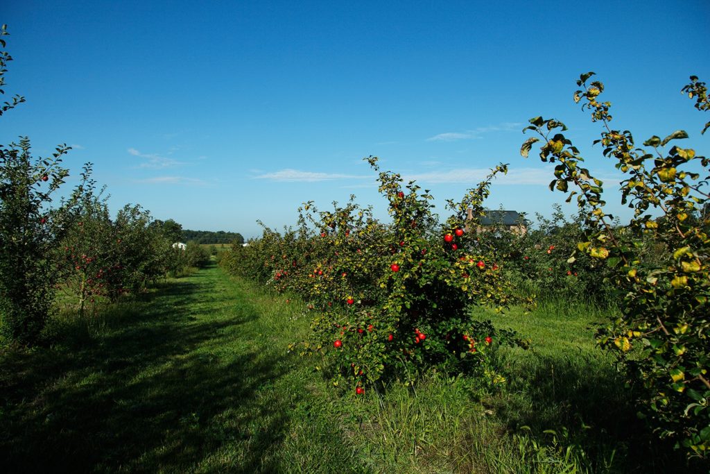 line of apple trees in orchard with red apples.