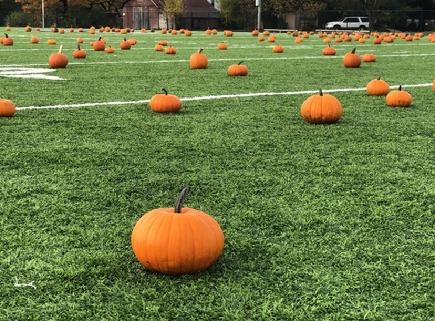 Orange pumpkins sitting on a football field.
