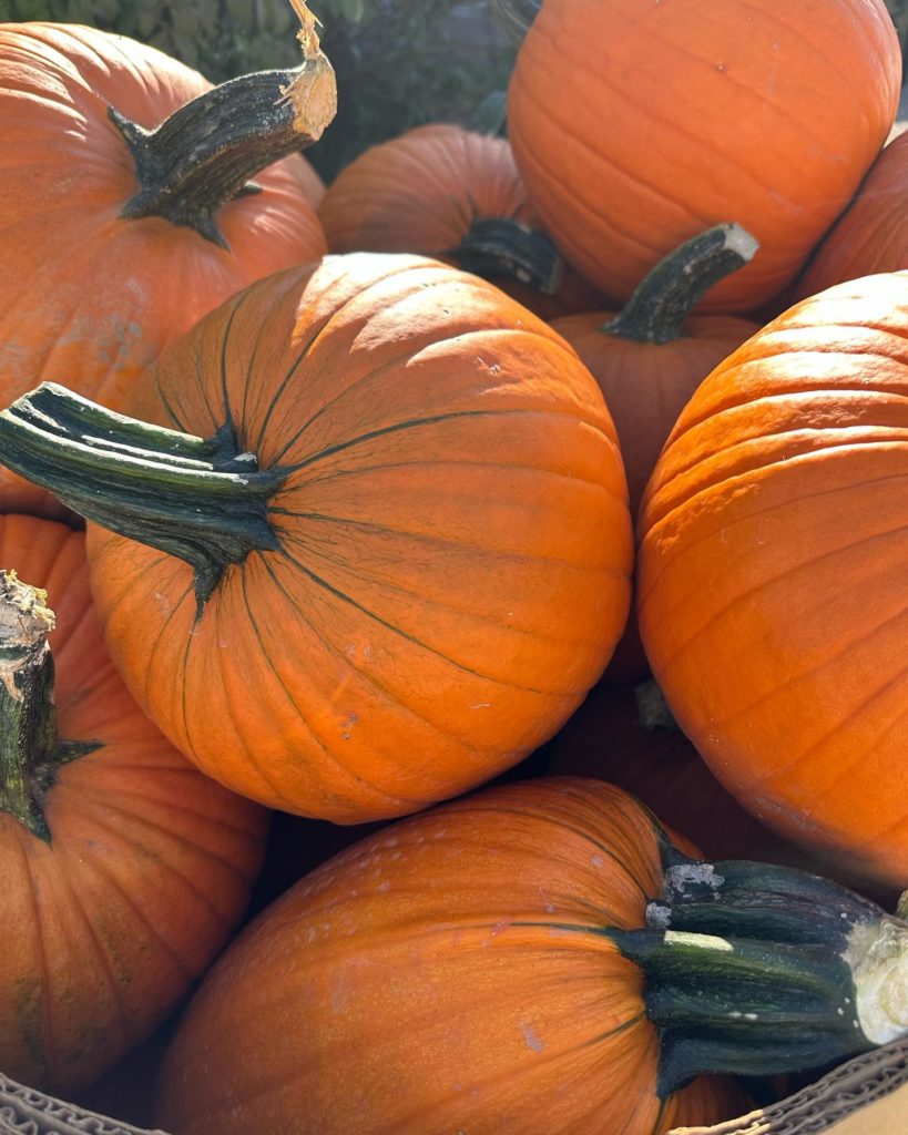 Close-up image of orange pumpkins in a pile.