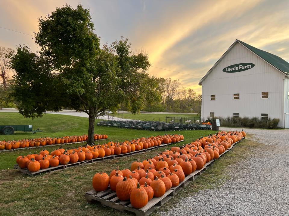 Leeds Farm at duck with rows of orange pumpkins from the pumpkin patch. 
