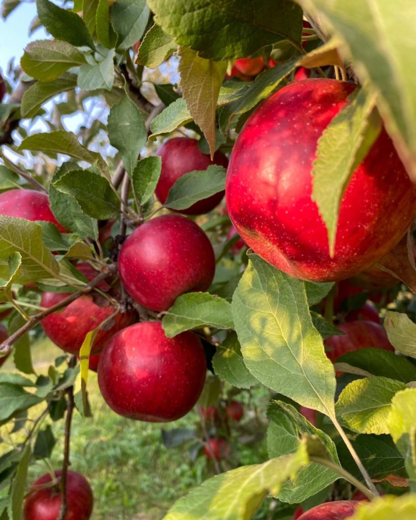 large red apples on a branch on an apple tree