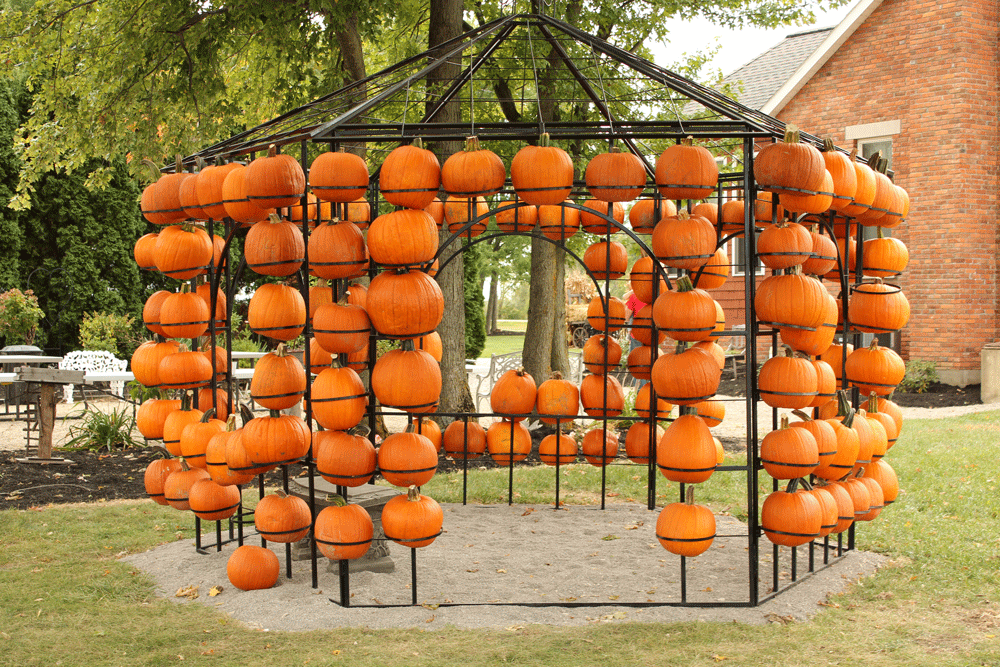 Orange pumpkins on a metal gazebo.