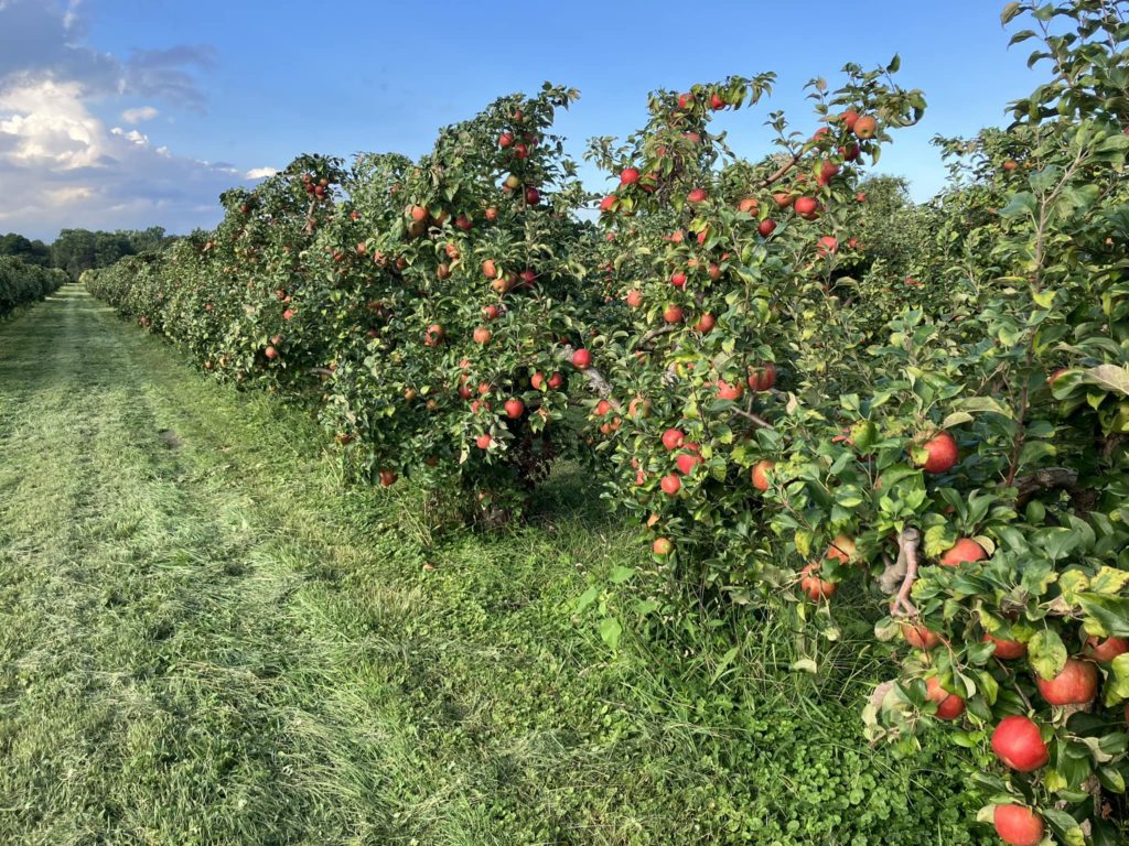 Line of trees in an apple orchard with red apples on them.