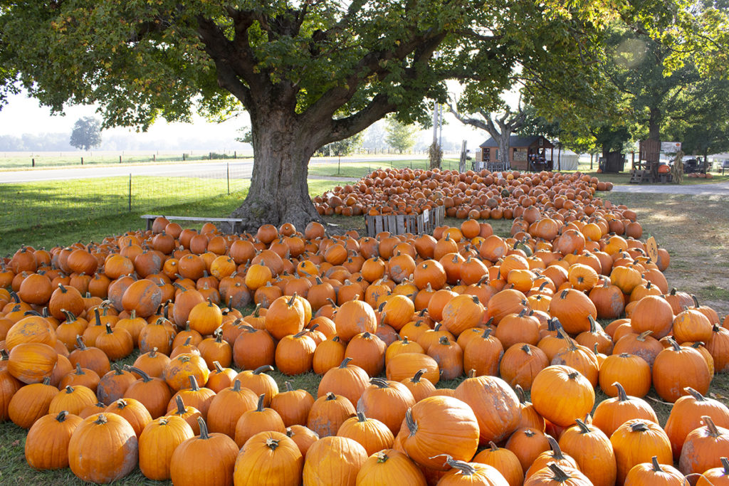 Big pile of orange pumpkins sitting under a large tree from pumpkin patch. 