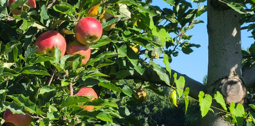 a few red apples on a tree, zoomed in.