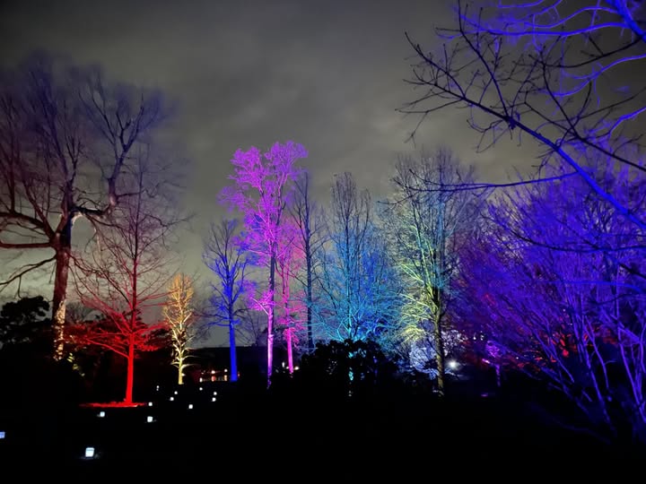 rainbow lights on trees at nights